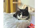 Adopt Marge a Black & White or Tuxedo Domestic Shorthair cat in Palatine