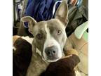 Adopt RILEY a Gray/Silver/Salt & Pepper - with Black American Pit Bull Terrier /