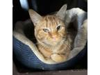 Adopt Carina Smyth a Domestic Short Hair