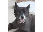 Adopt Little Bear a Black - with White Schipperke / Mixed dog in Hooksett