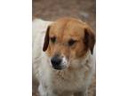 Adopt Cattle Kate a White - with Red, Golden, Orange or Chestnut Cattle Dog /