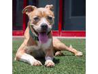 Adopt Buddy a Tan/Yellow/Fawn Boxer / Terrier (Unknown Type