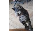 Adopt Blackie a Gray, Blue or Silver Tabby American Shorthair (medium coat) cat
