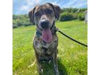 Adopt Hayleigh a Brindle Mixed Breed (Medium) / Mountain Cur / Mixed dog in