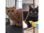 Adopt Nyla & Nala a Domestic Short Hair