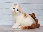Red & White Color Scottish Fold Baby Girl