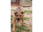 Adopt Tippy a Brown/Chocolate - with Black Pit Bull Terrier / Mixed dog in Post