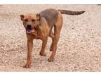 Adopt Piper a Red/Golden/Orange/Chestnut Pit Bull Terrier / Mixed dog in Post