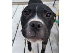 Adopt Rita 24 a Boston Terrier