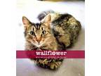 Adopt Sassy a Brown Tabby Domestic Shorthair (medium coat) cat in Anoka