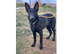 Adopt Lando a Black German Shepherd Dog / Mixed dog in West Richland