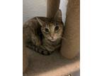 Adopt Smokie a Gray, Blue or Silver Tabby Bengal (short coat) cat in Lauderhill