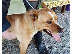 Adopt Blake a Brown/Chocolate - with White Cattle Dog dog in Halifax