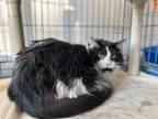 Adopt Estella a Domestic Long Hair