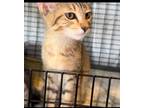 Adopt ANNIE a Gray or Blue Domestic Mediumhair / Domestic Shorthair / Mixed cat