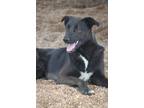 Adopt Salem a Black - with White Collie / Shepherd (Unknown Type) / Mixed dog in