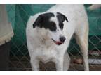 Adopt Swiss Eakas a White - with Black Collie / Spaniel (Unknown Type) / Mixed