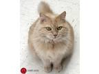 Adopt Peaches a Tan or Fawn Tabby Domestic Longhair (long coat) cat in St.