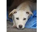 Adopt Laika a Tan/Yellow/Fawn Labrador Retriever / Mixed dog in El Cajon