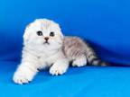 Snow Bars Scottish Fold Silver Baby Girl