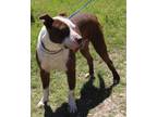 Adopt Dozer a White - with Brown or Chocolate Pit Bull Terrier / American