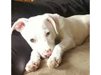 Adopt Nala *processing adoption a White Boston Terrier / Labrador Retriever /