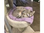 Adopt Thelma a Gray, Blue or Silver Tabby Domestic Shorthair (short coat) cat in