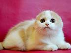 Dalila Creamy Bicolor Scottish Fold Baby Girl