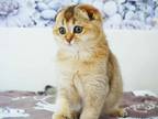 Dallas Wendy Golden Chinchila Scottish Fold Girl