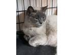 Adopt Meeza a Cream or Ivory Siamese (short coat) cat in Bethpage, NY (30751360)