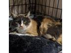 Adopt Jasmine a Calico or Dilute Calico Domestic Shorthair / Mixed cat in