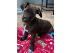 Adopt Captainn"ADOPTED" a Black - with Gray or Silver Labrador Retriever /