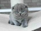 Leona Chunky British Shorthair Blue Solid Color