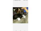 Adopt Luther, Cecil & Swilly a Black & White or Tuxedo Domestic Shorthair