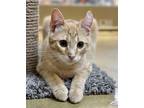 Adopt Crinkle a Tan or Fawn Domestic Shorthair / Domestic Shorthair / Mixed cat