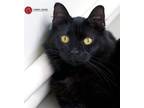 Adopt Venus a Black (Mostly) Domestic Mediumhair (medium coat) cat in St.