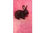 Adopt Capone a Black Other/Unknown / Mixed (short coat) rabbit in lake elsinore