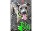 Adopt BLU a Brindle Mixed Breed (Medium) / Pit Bull Terrier / Mixed dog in Horn
