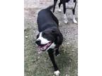 Adopt Sissy a Black - with White Mixed Breed (Medium) / Mixed dog in Horn Lake