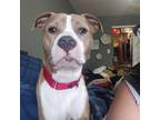 Adopt COCO a Pit Bull Terrier