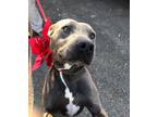 Adopt BUBBA a Gray/Blue/Silver/Salt & Pepper Pit Bull Terrier / Mixed Breed