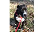 Adopt Blackie a Black - with White Labrador Retriever / Pit Bull Terrier / Mixed