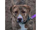 Adopt Yukon a Brown/Chocolate American Staffordshire Terrier / Mixed dog in