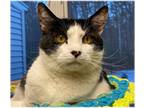 Adopt ANTHONY a Black & White or Tuxedo Domestic Shorthair (short coat) cat in