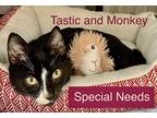 Adopt Tastic a Black & White or Tuxedo Domestic Shorthair (short coat) cat in El