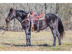 Family, Beginner, and Youth Friendly Blue Roan Quarter Horse Mare, Honest