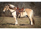 Beginner, Youth, and Family Friendly Norwegian Fjord Gelding, Anyone Can Ride