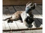 Adopt Firefly a German Shepherd Dog