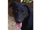 Adopt Ava a Black Labrador Retriever / Mixed dog in Allentown, PA (38292147)
