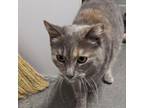 Adopt Molly a Domestic Short Hair